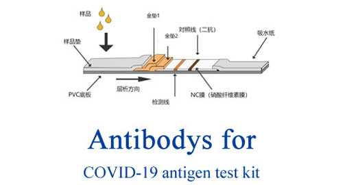 الأجسام المضادة ل COVID-19 مستضد اختبار