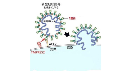 SARS-CoV-2 الكواشف ذات الصلة