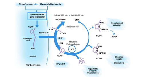 N-محطة برو B نوع Natriuretic الببتيد (NT-proBNP)