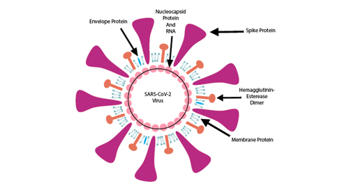 لماذا nucleocapsid البروتين ؟