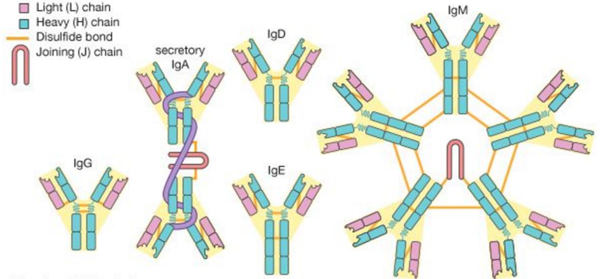 نظرة عامة من Immunodiagnosis