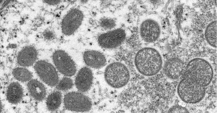 Sekbio المؤتلف Monkeypox فيروس البروتينات
